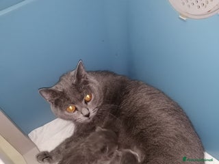 Certosino gatti in vendita: Cuccioli di CERTOSINO PURISSIMI - Annuncio 1