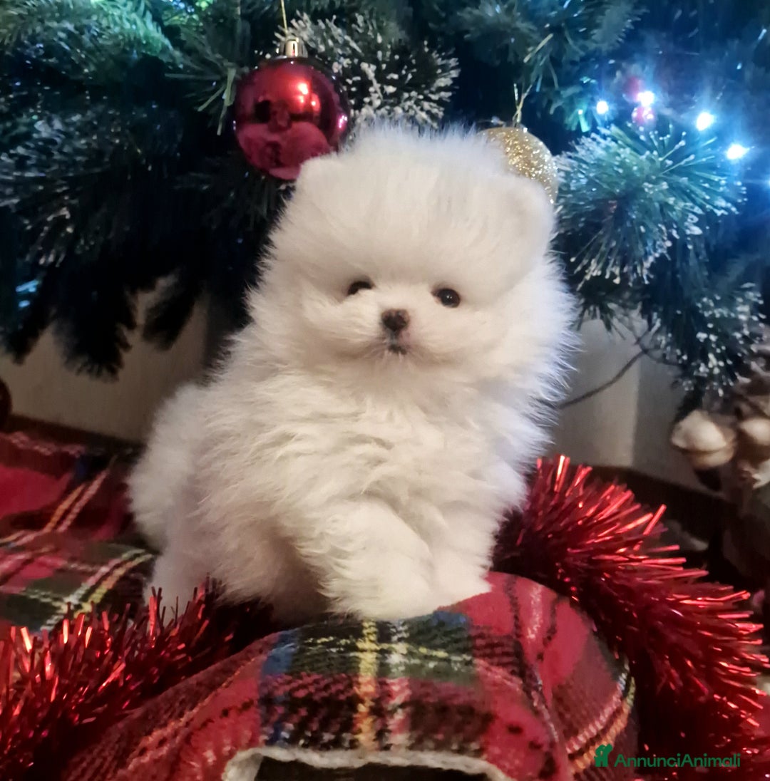 Spitz cani in vendita: Spitz di Pomerania / Volpino tedesco nano - Annuncio 14