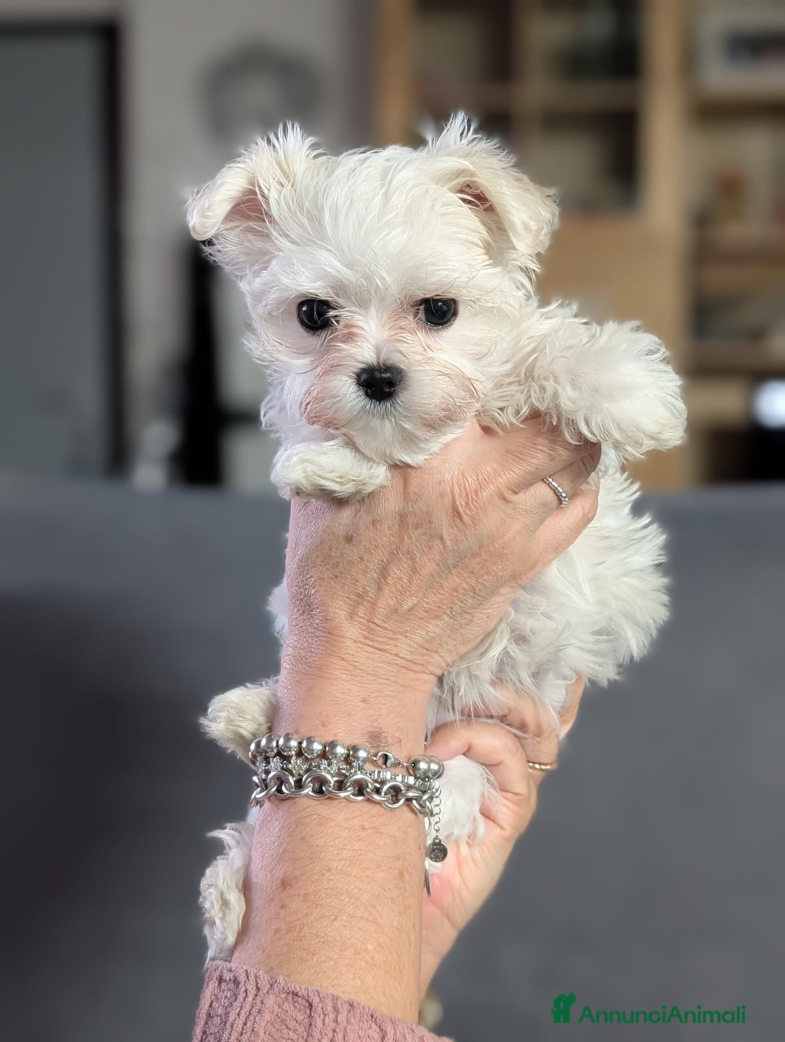 Maltese cani Cucciolo femmina di maltese  - Annuncio 2