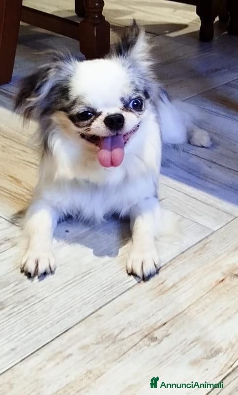 Chihuahua cani Chihuahua maschio cucciolone  - Annuncio 24