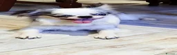Chihuahua cani in vendita: Chihuahua maschio cucciolone  - Annuncio 1