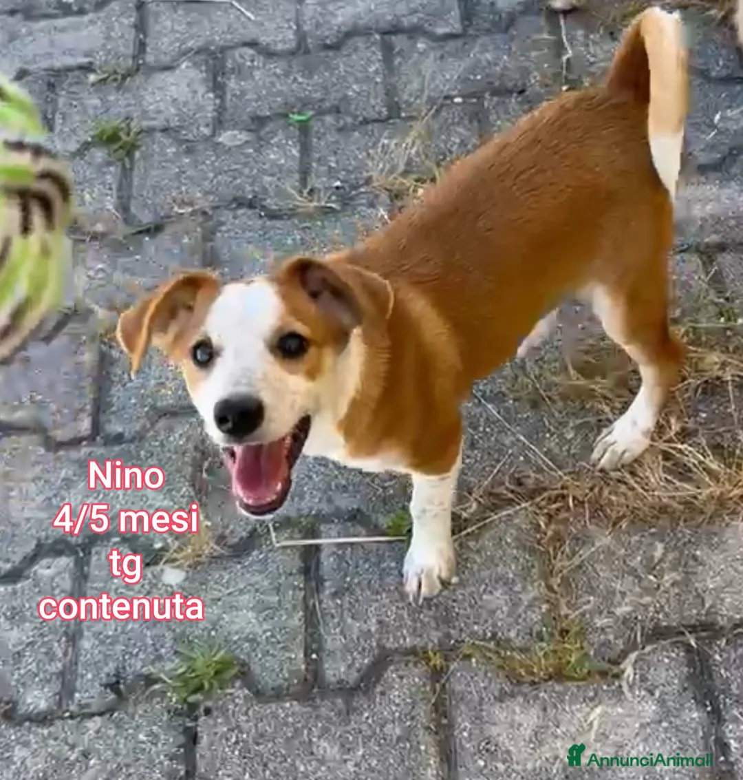 Meticcio cani in regalo: TROPPI CUCCIOLI SOLI IN RIFUGIO  a Provincia di Verona - Annuncio 12