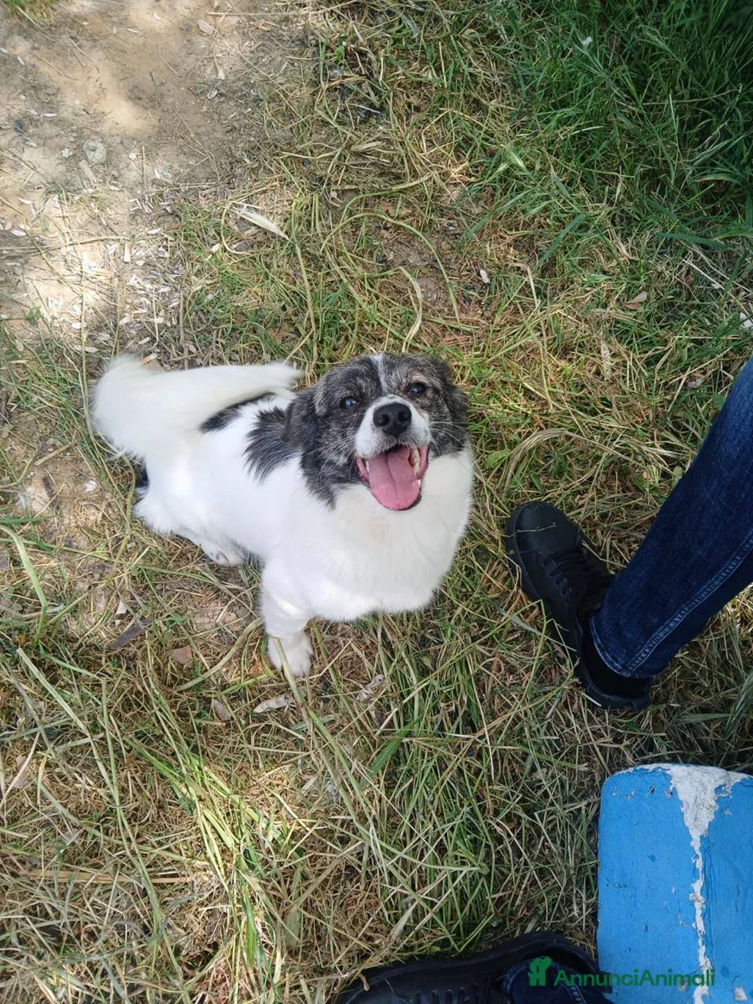 Meticcio cani in regalo: Lilo piccola taglia coccolone a Provincia di Padova - Annuncio 3