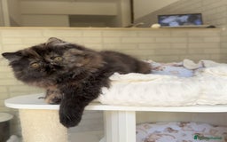Persiano gatti in vendita: Cucciola persiana pura Tortie a Metropolitan City of Rome Capital - Immagine 1
