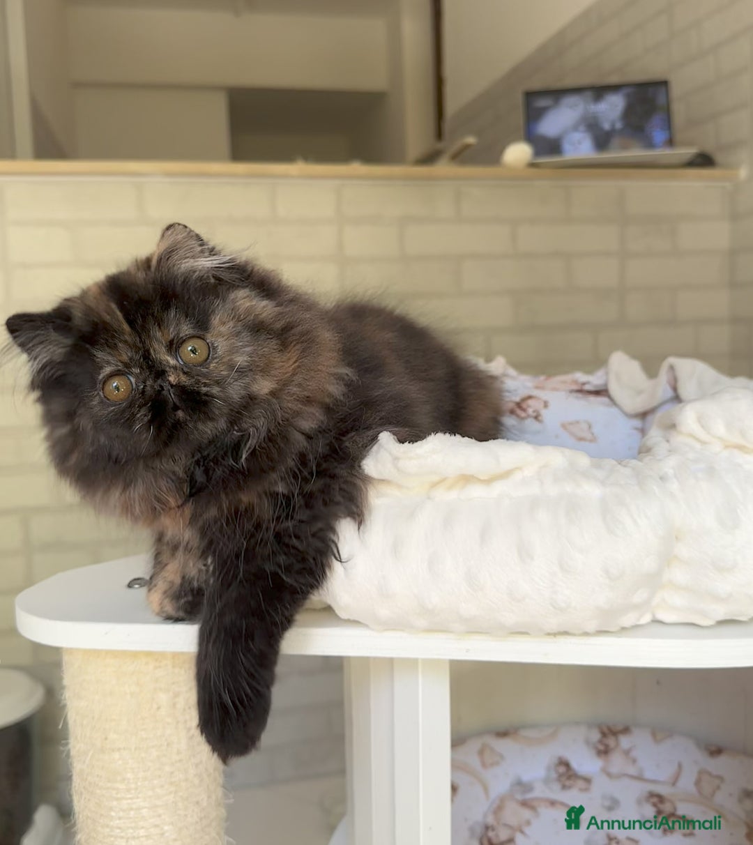 Persiano gatti in vendita: Cucciola persiana pura Tortie a Metropolitan City of Rome Capital - Immagine 1