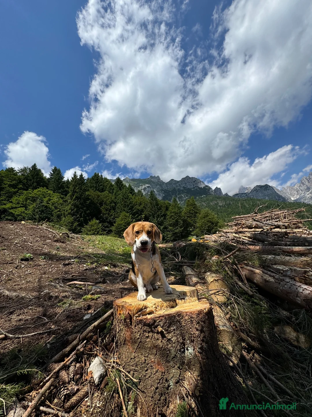 Beagle cani per accoppiamento: Beagle da Monta  a Città Metropolitana di Bologna - Annuncio 2