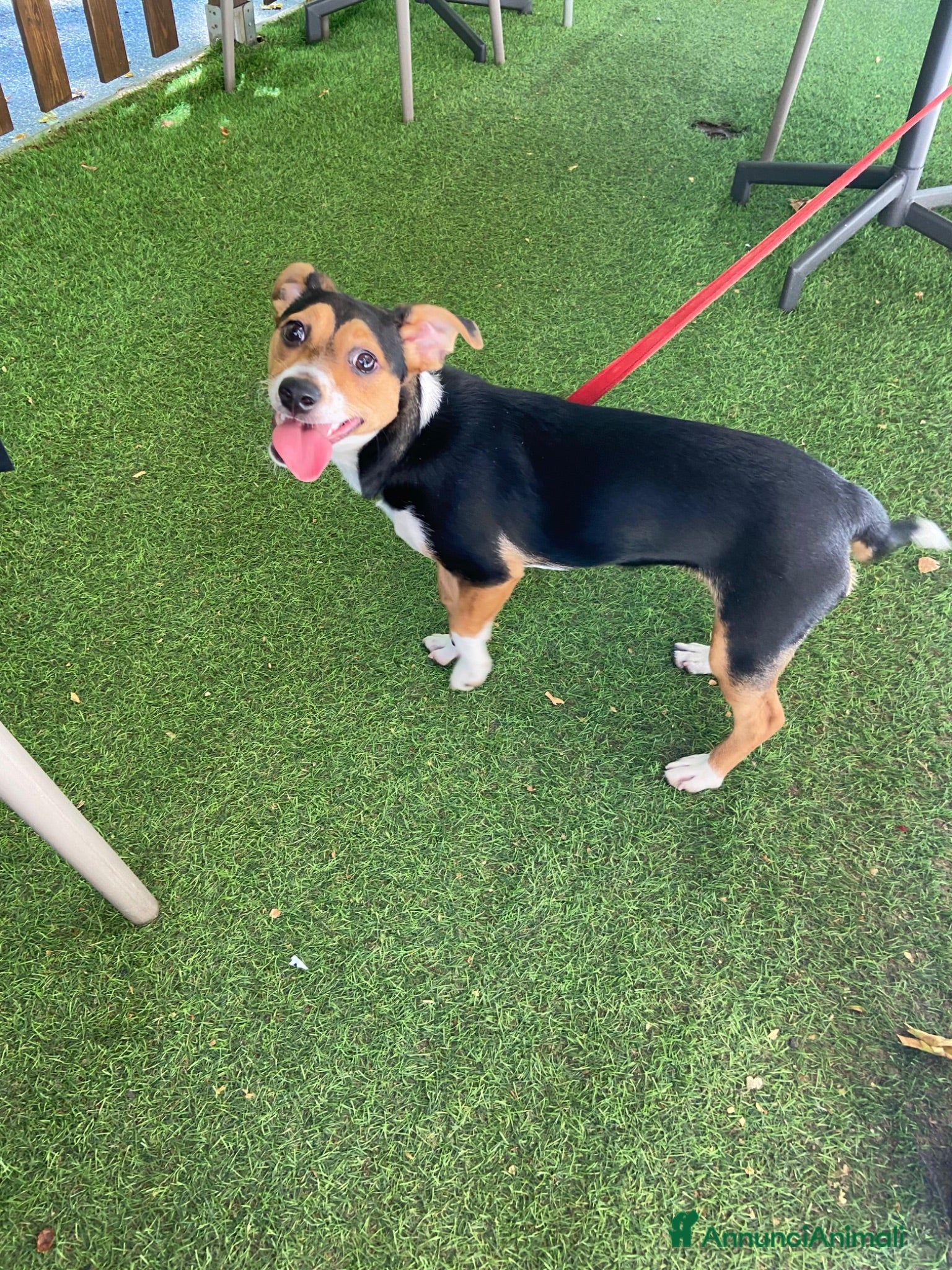 Jack Russell cani Si chiama Venere - Annuncio 1