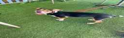 Jack Russell cani in regalo: Si chiama Venere - Annuncio 1
