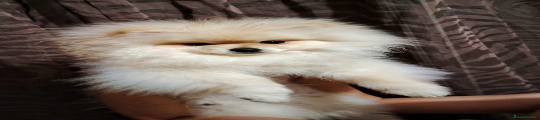 Volpino Pomerania Cucciolo 1