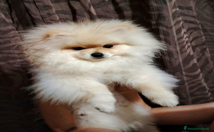 Volpino Pomerania cani a Provincia di Avellino - Annuncio 4