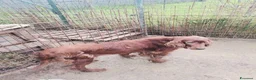 Setter Gordon cani in regalo: AVATAR e ASUKA setter in cerca di casa - Annuncio 3