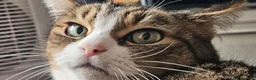Europeo gatti in regalo: GATTINI SOLI ED ESCLUSI a Città Metropolitana di Genova - Annuncio 2