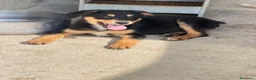 Meticcio cani in regalo: Flora a Provincia di Brescia - Annuncio 1