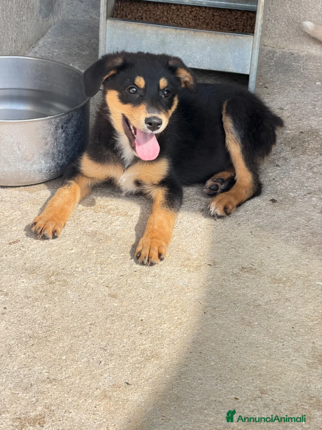 Meticcio cani in regalo: Flora a Provincia di Brescia - Annuncio 1