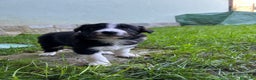 Border Collie cani in vendita: Cuccioli di Border Collie - Annuncio 1