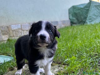 Border Collie cani Cuccioli di Border Collie - Annuncio 24