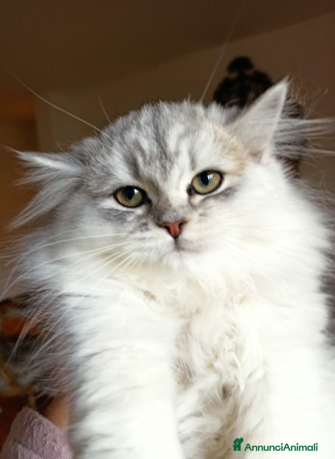 Persiano gatti in vendita: Gattini persiani normotipo  - Annuncio 5