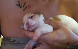 Chihuahua cani in vendita: Chihuahua  a Città metropolitana di Roma Capitale - Immagine 3
