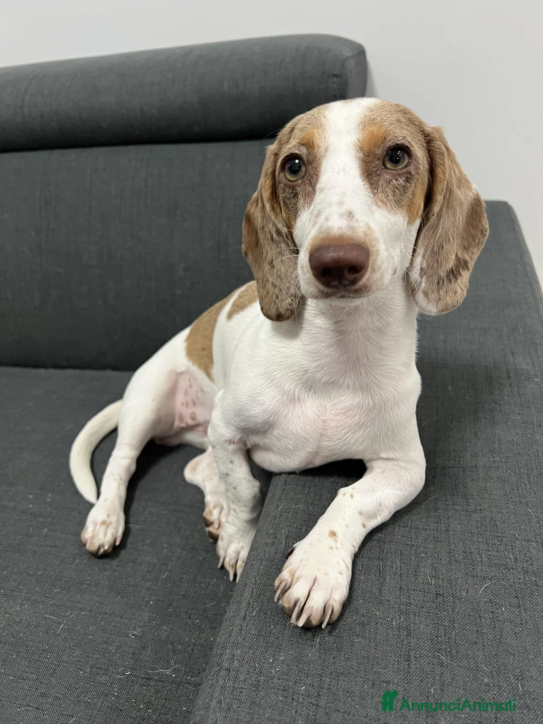 Bassotto cani per accoppiamento: Si ricerca bassotto maschio per monta. - Annuncio 4