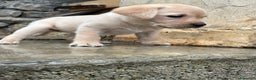 Labrador cani in vendita: Cucciola di labrador - Annuncio 1