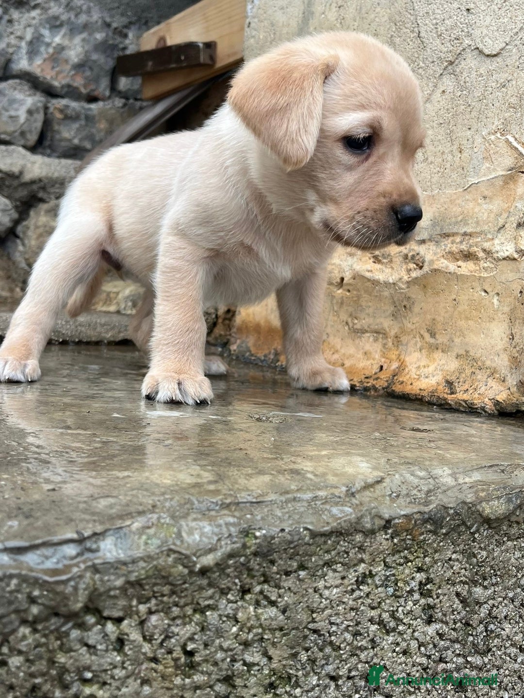 Labrador cani in vendita: Cucciola di labrador - Annuncio 1