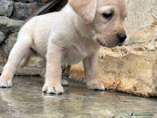 Labrador cani Cucciola di labrador - Annuncio 3