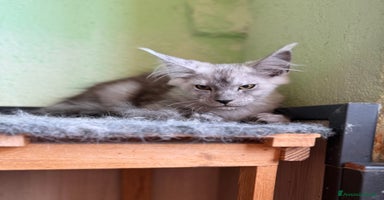 Maine Coon gatti a Città metropolitana di Milano - Annuncio 9