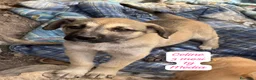 Meticcio cani in regalo: Adotta un cucciolo senza casa  a Provincia di Pistoia - Annuncio 6
