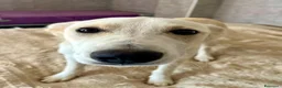 Meticcio cani in regalo: Pluto il coccolone - Annuncio 5
