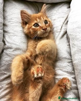 Maine Coon gatti Cuccioli di Maine coon, vari manti  - Annuncio 3