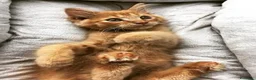 Maine Coon gatti in vendita: Cuccioli di Maine coon, vari manti  - Annuncio 1