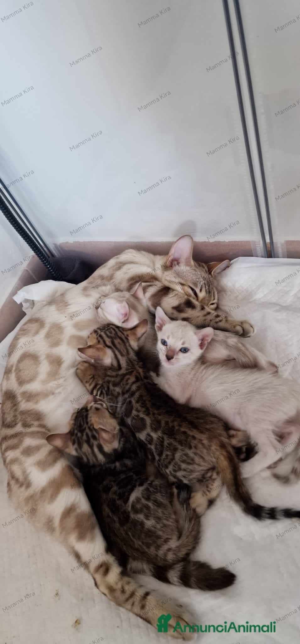 Bengala gatti Gattini Bengala con Pedigree  - Annuncio 2