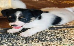 Jack Russell cani in vendita: Jack Russell pelo broken/ruvido a Calenzano - Immagine 1