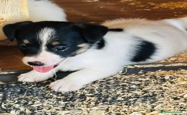 Jack Russell cani a Calenzano - Annuncio 11