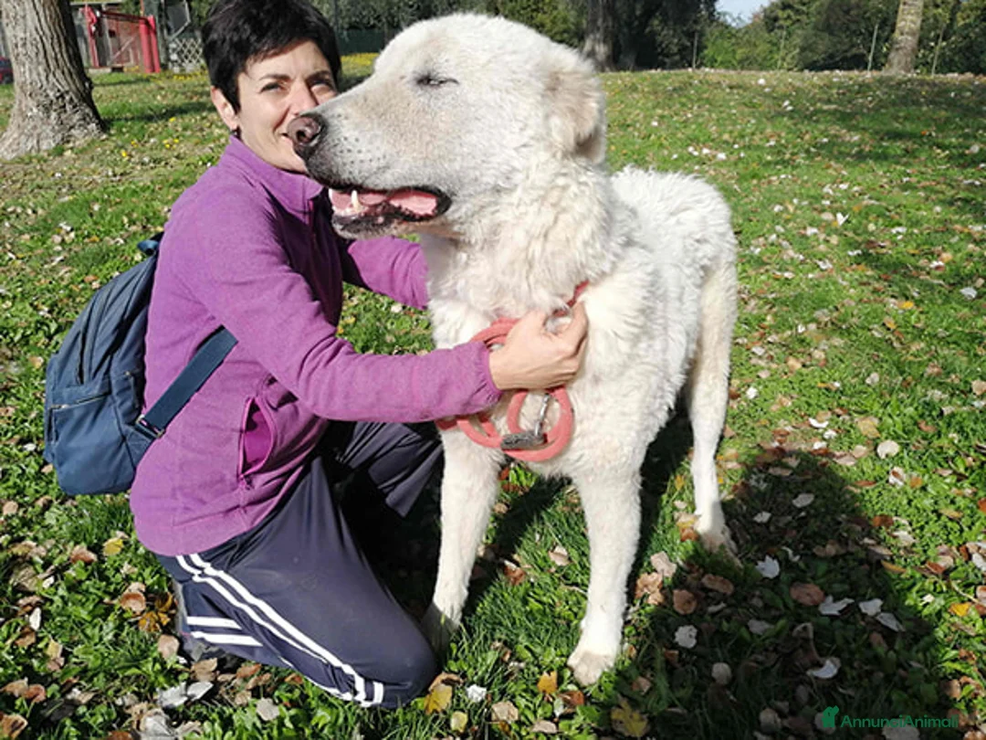 Meticcio cani in regalo: CERCHIAMO ADOZIONE A DISTANZA PER IL DOLCE TIBERIO - Annuncio 4