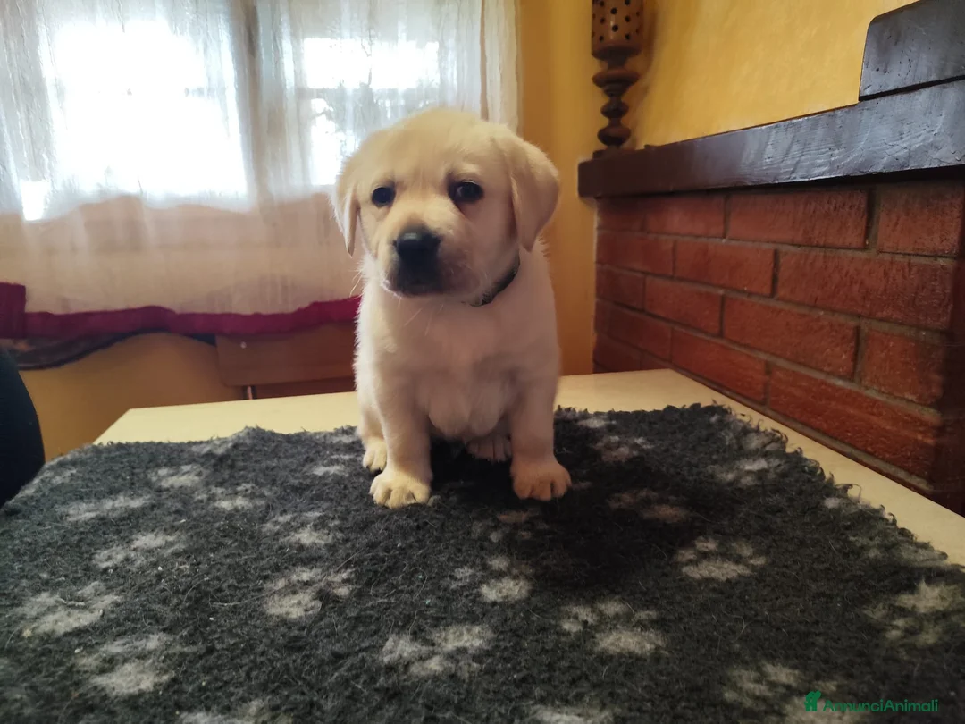 Labrador cani in vendita: Disponibile ultimo cucciolo di labrador - Annuncio 2