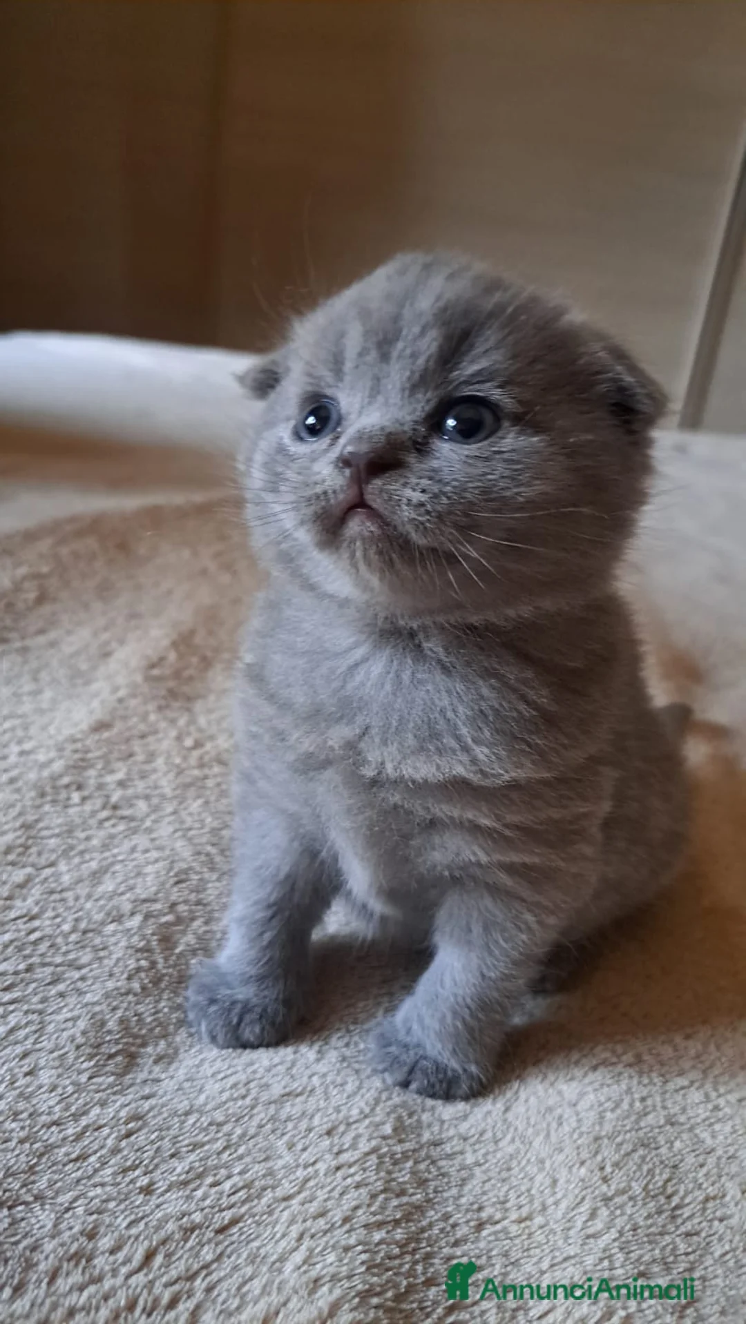 Scottish gatti in vendita: Gattini, cuccioli Scottish è British  - Annuncio 2