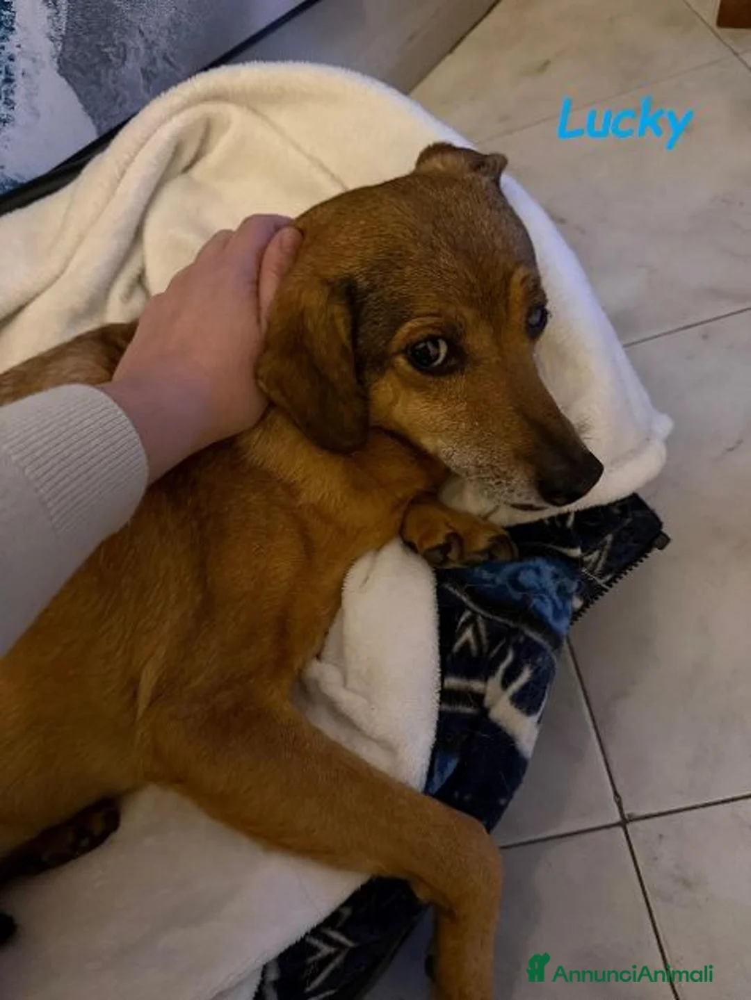 Meticcio cani in regalo: LUCKY  ha bisogno d'amore! - Annuncio 2