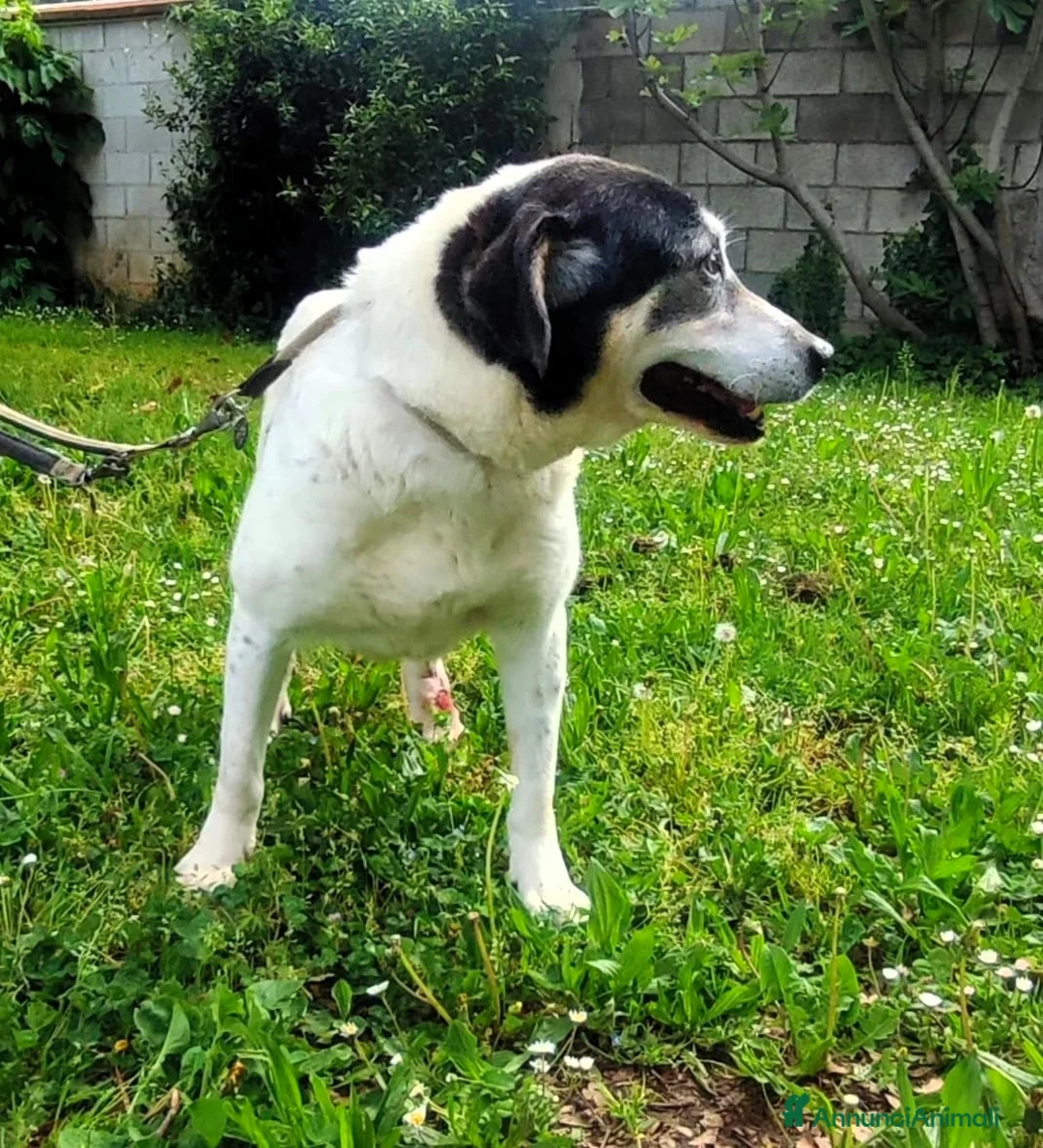 Meticcio cani in regalo: VALERIO ADOZIONE DEL CUORE - Annuncio 2