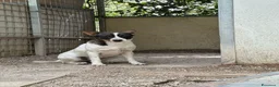 Meticcio cani in regalo: Bonnie: adozione del cuore  - Annuncio 10