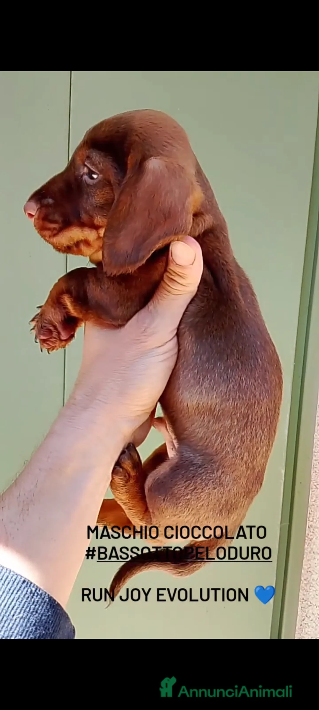 Bassotto cani in vendita: Bassotto pelo duro maschi  - Annuncio 2