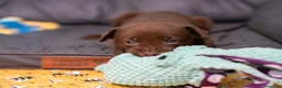 Australian Kelpie cani in vendita: Cuccioli Australian Kelpie  a Provincia di Siena - Annuncio 27