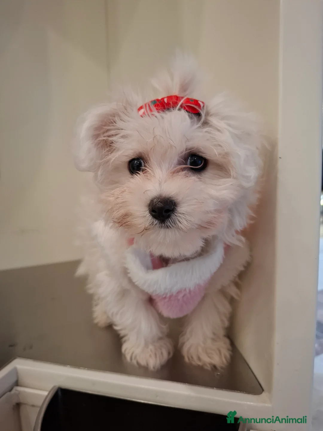 Maltese cani in vendita: MALTESINI TOY - Annuncio 8