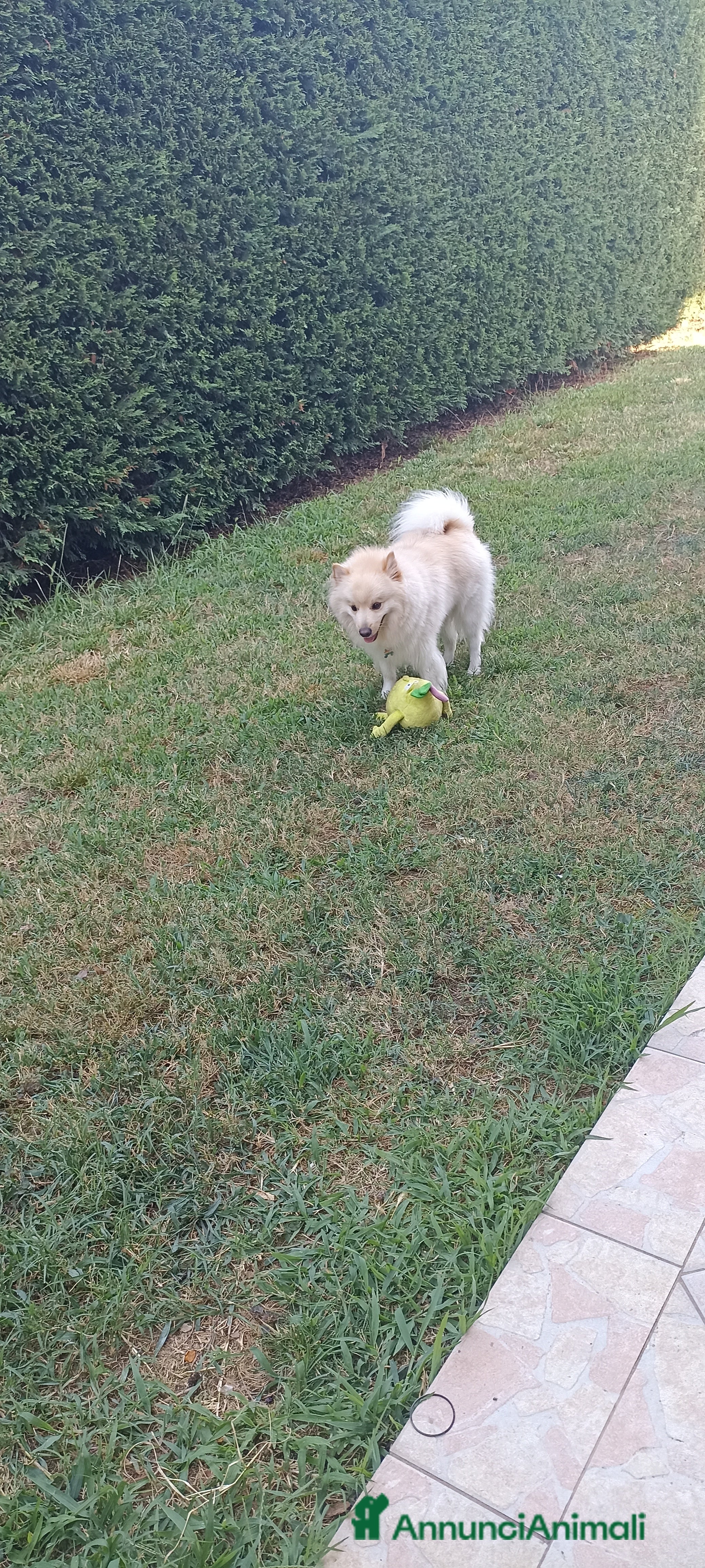 Volpino Italiano cani Volpino Italiano - Annuncio 2