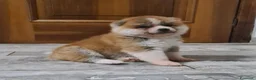 Akita Inu cani in vendita: ULTIMO CUCCIOLO DI AKITA DISPONIBILE  - Annuncio 4