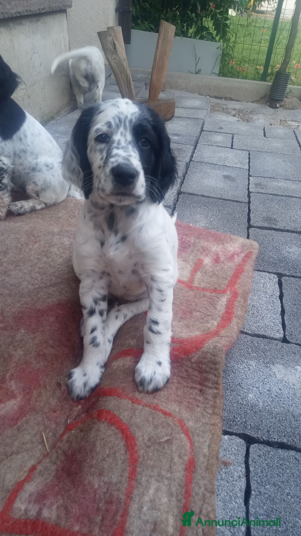 Setter Inglese cani Setter inglese  - Annuncio 3