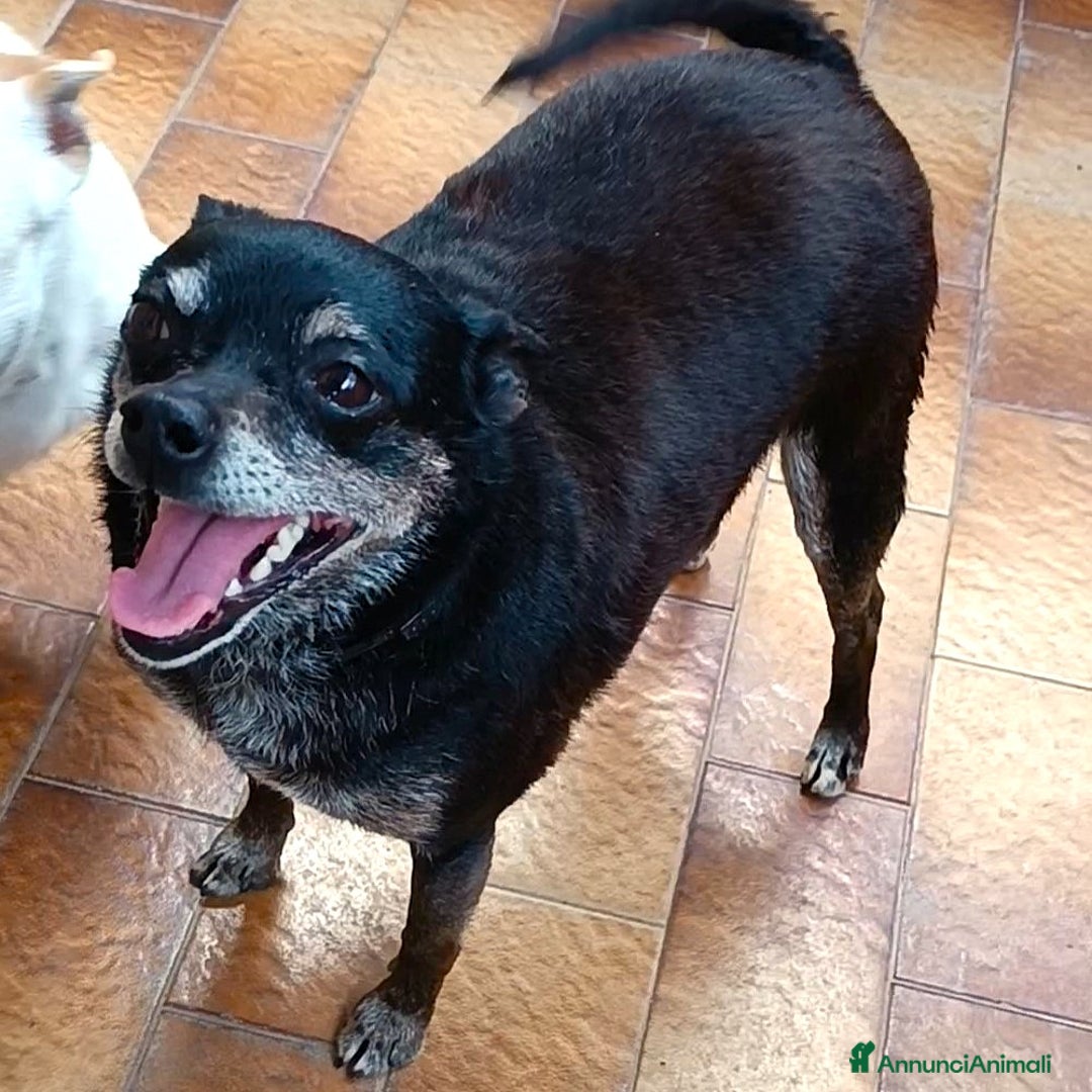 Meticcio cani in regalo: Nerina, la peperina cicciottina  - Annuncio 1