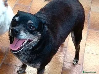 Meticcio cani Nerina, la peperina cicciottina - Annuncio 24