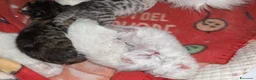 Persiano gatti in vendita: Persiani gattini - Annuncio 3
