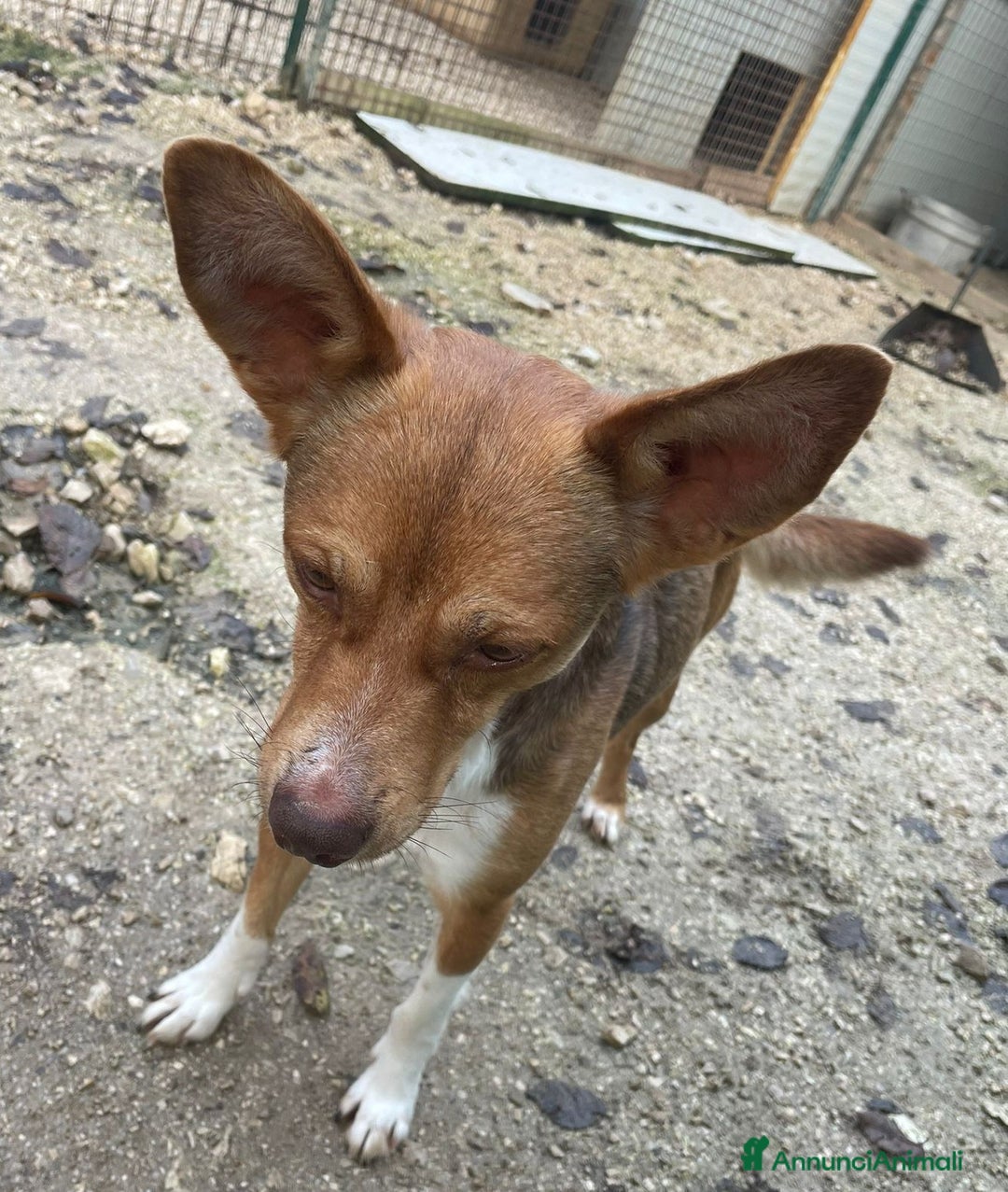 Meticcio cani in regalo: IL PICCOLO E TENERO CANGU - Annuncio 5